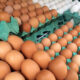 Produção de ovos no Paraná movimenta mais de R$ 580 milhões por ano